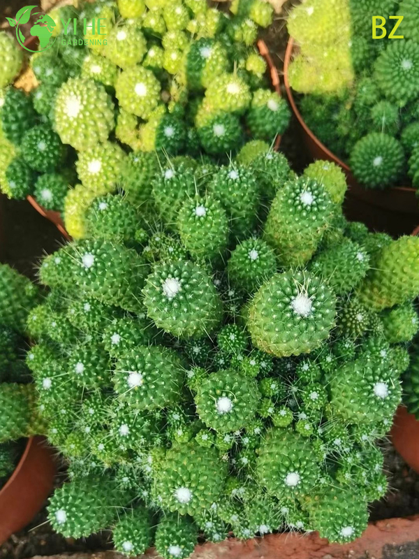 Wholesale Pink Flower Crown Cactus Live Plant Mammillaria Spinosissima Bonsai