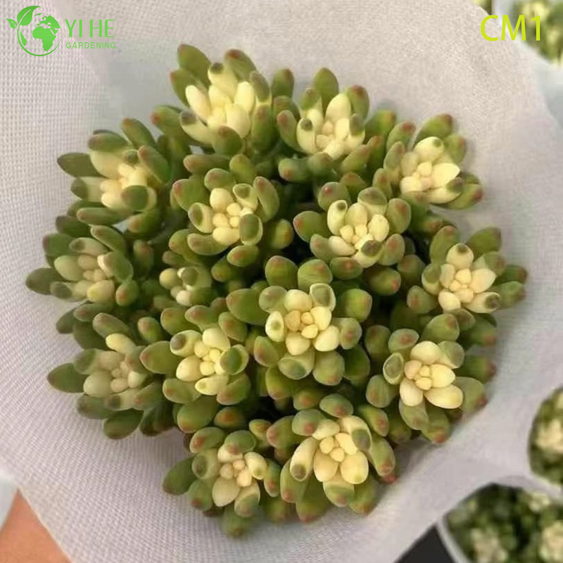 Wholesale Rainbow Jelly Bean Succulent Live Plant Spring Cluster Bonsai