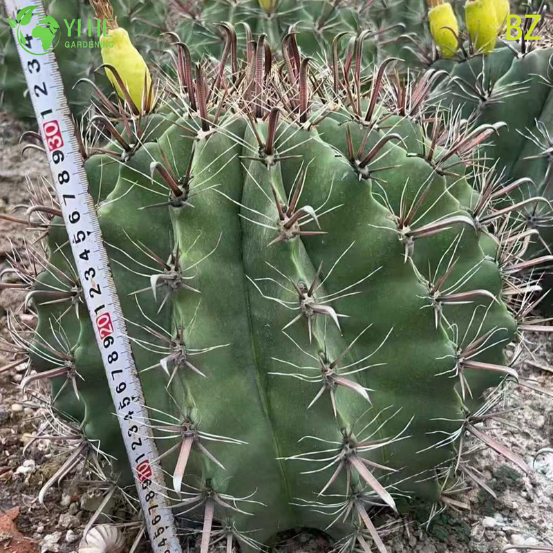 Wholesale Astrophytum Ornatum Monks Hood Cactus Live Star Plant Bonsai