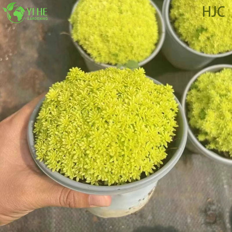 Wholesale Golden Japanese Stonecrop Live Plant Sedum Groundcover Bonsai