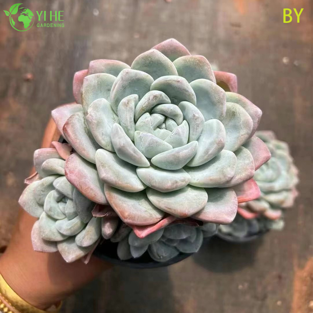 Wholesale Live Translucent Jade Succulent Plant Wholesale for Indoor Decor Bonsai