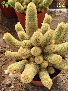 Wholesale Live Ladyfinger Cactus Mammillaria Elongata for Indoor Garden Bonsai
