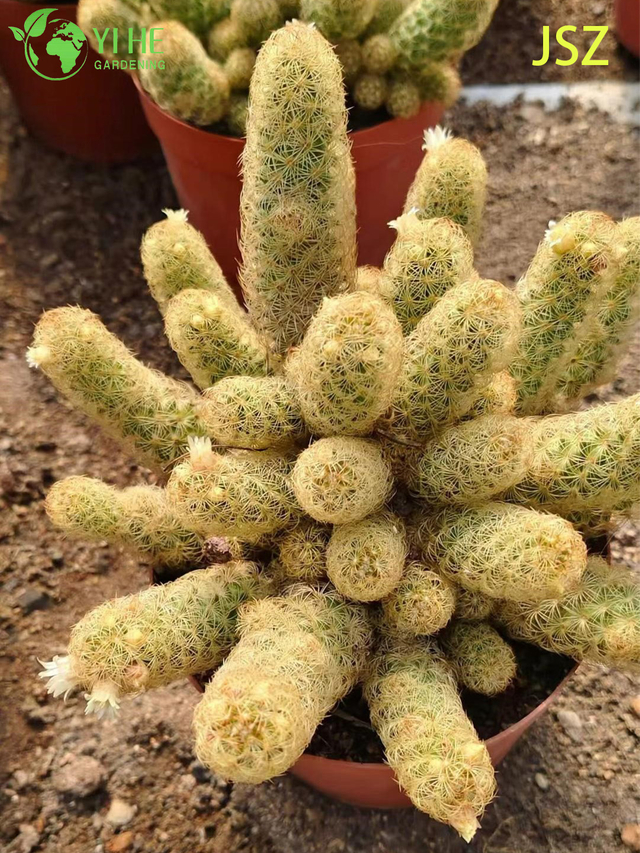 Wholesale Live Ladyfinger Cactus Mammillaria Elongata for Indoor Garden Bonsai