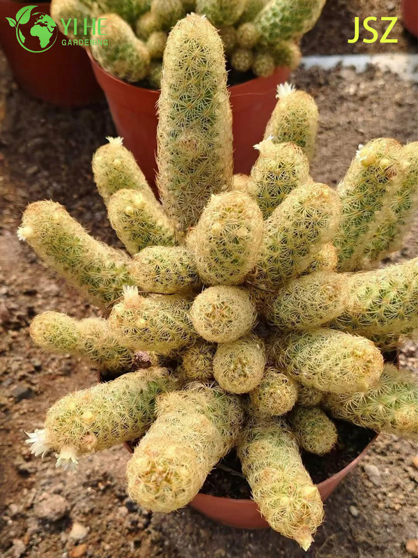 Wholesale Live Ladyfinger Cactus Mammillaria Elongata for Indoor Garden Bonsai