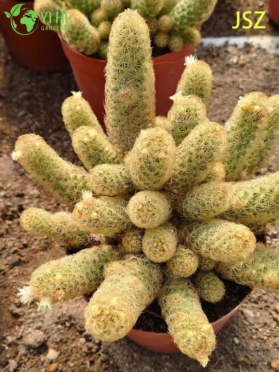Wholesale Live Ladyfinger Cactus Mammillaria Elongata for Indoor Garden Bonsai
