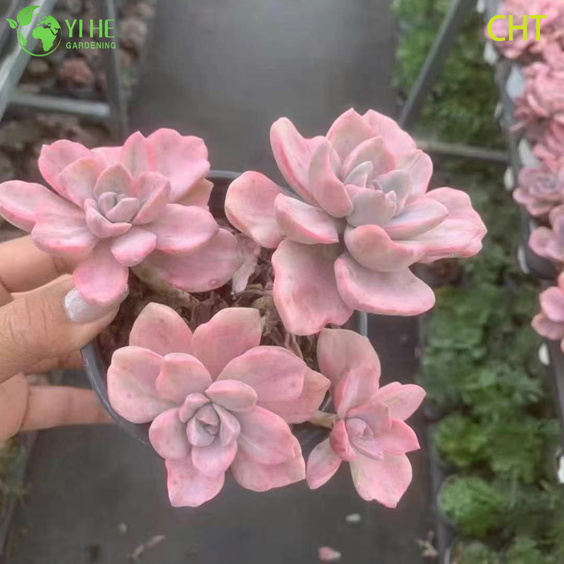 Wholesale Rainbow Candy Succulent Cluster Live Plant for Garden Bonsai