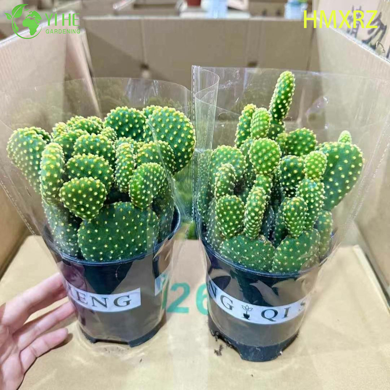 Live Bunny Ears Cactus Wholesale Yellow Polka Dot Opuntia Plant Bonsai