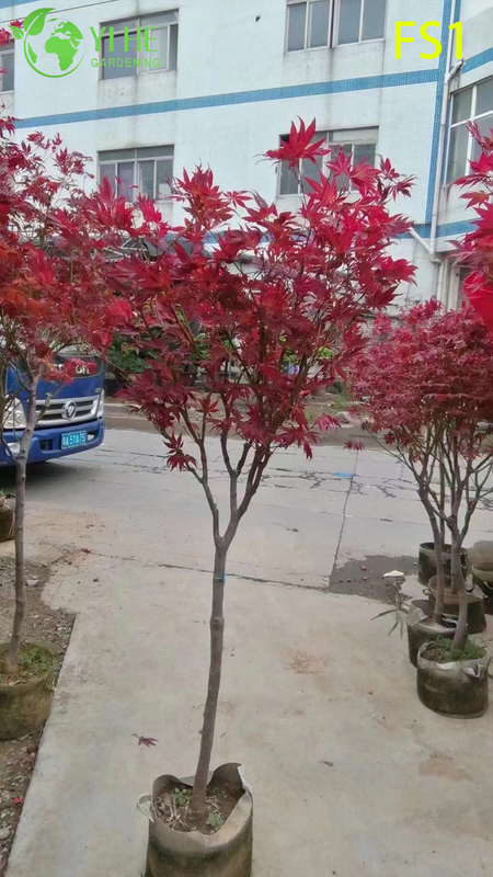 Wholesale Live Red Maple Tree for Landscape Garden Specimen Bonsai