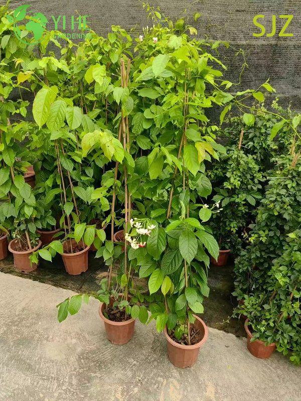 Wholesale Garcinia subelliptica Rangoon Creeper Live Fragrant Flowering Vine Plant Bonsai