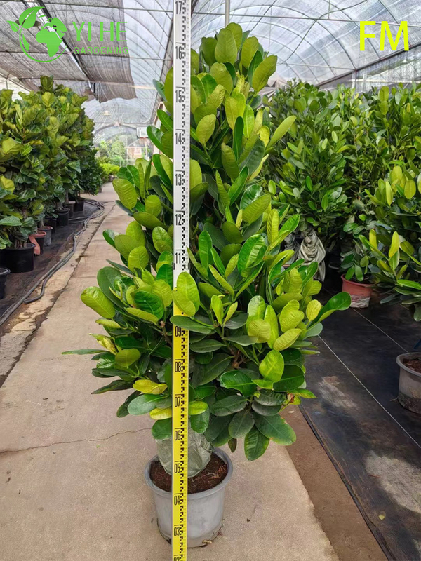 Wholesale Upright Fukugi Tree Live Plant for Ornamental Landscape Hedging Bonsai