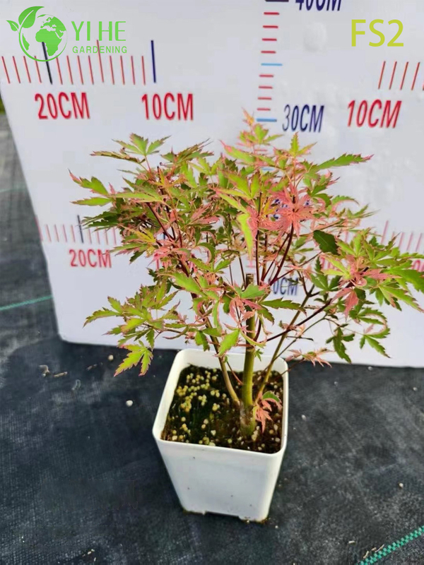 Weeping Green Laceleaf Maple Tree for Ornamental Landscaping Bonsai