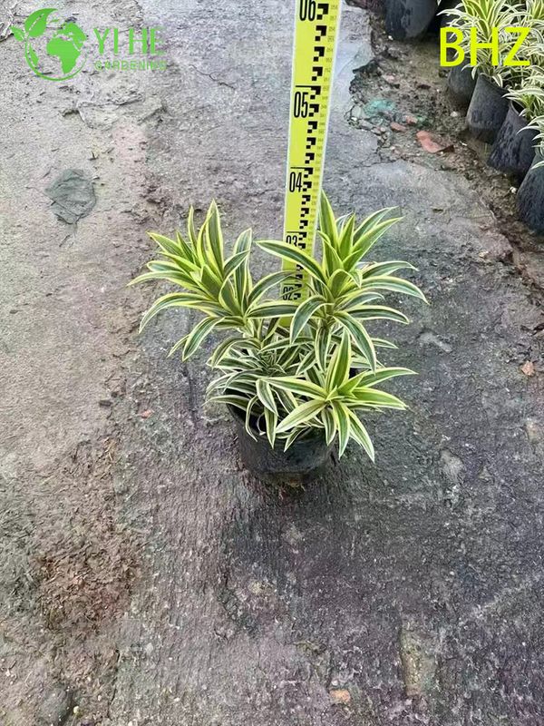Lush Variegated Song of India Dracaena Live Indoor Houseplant Bonsai