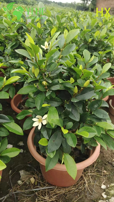 Wholesale Live Michelia Figo Banana Shrub for Fragrant Garden Hedging Bonsai