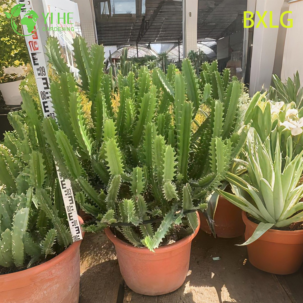 Live Tall Upright African Milk Tree An Architectural Euphorbia Plant Bonsai