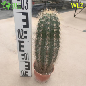 Live Torch Cactus Drought-Tolerant A Tall Columnar Silver-Blue Succulent