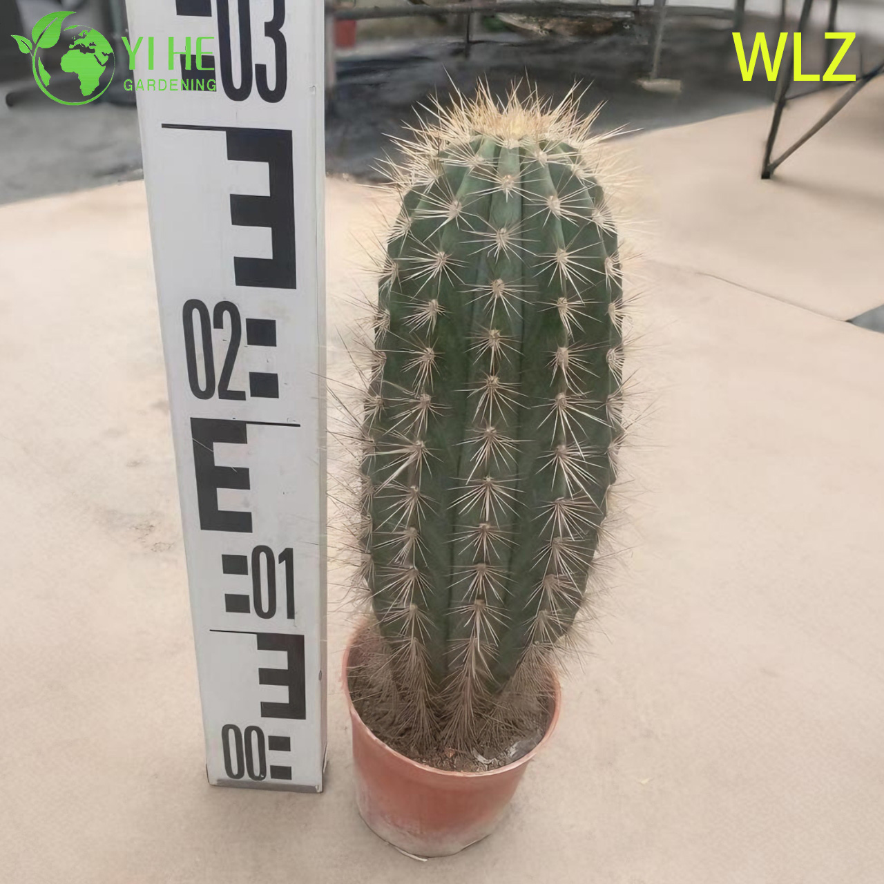 Live Torch Cactus Drought-Tolerant A Tall Columnar Silver-Blue Succulent