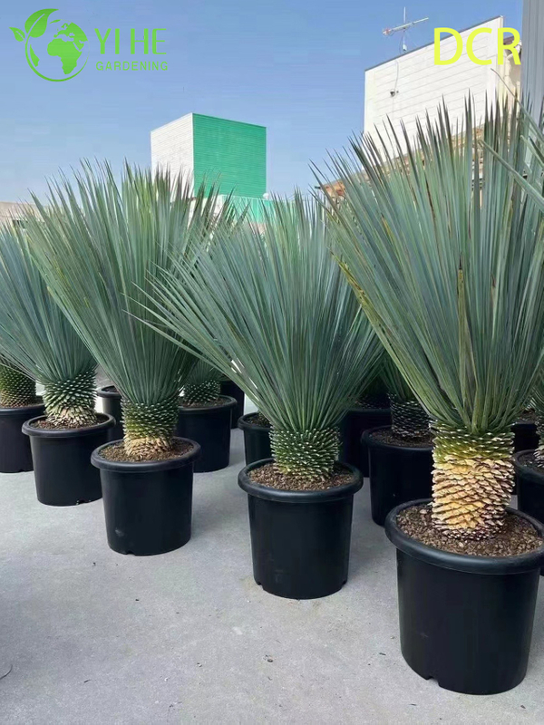 Live Beaked Yucca A Cold Hardy Drought-Tolerant Outdoor Plant Bonsai