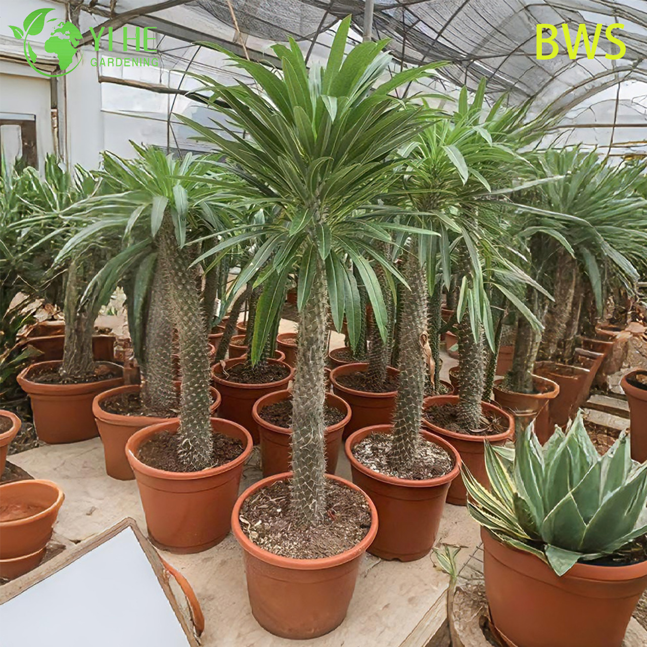 Live Madagascar Palm A Tall Spiny Trunk Pachypodium Succulent Bonsai
