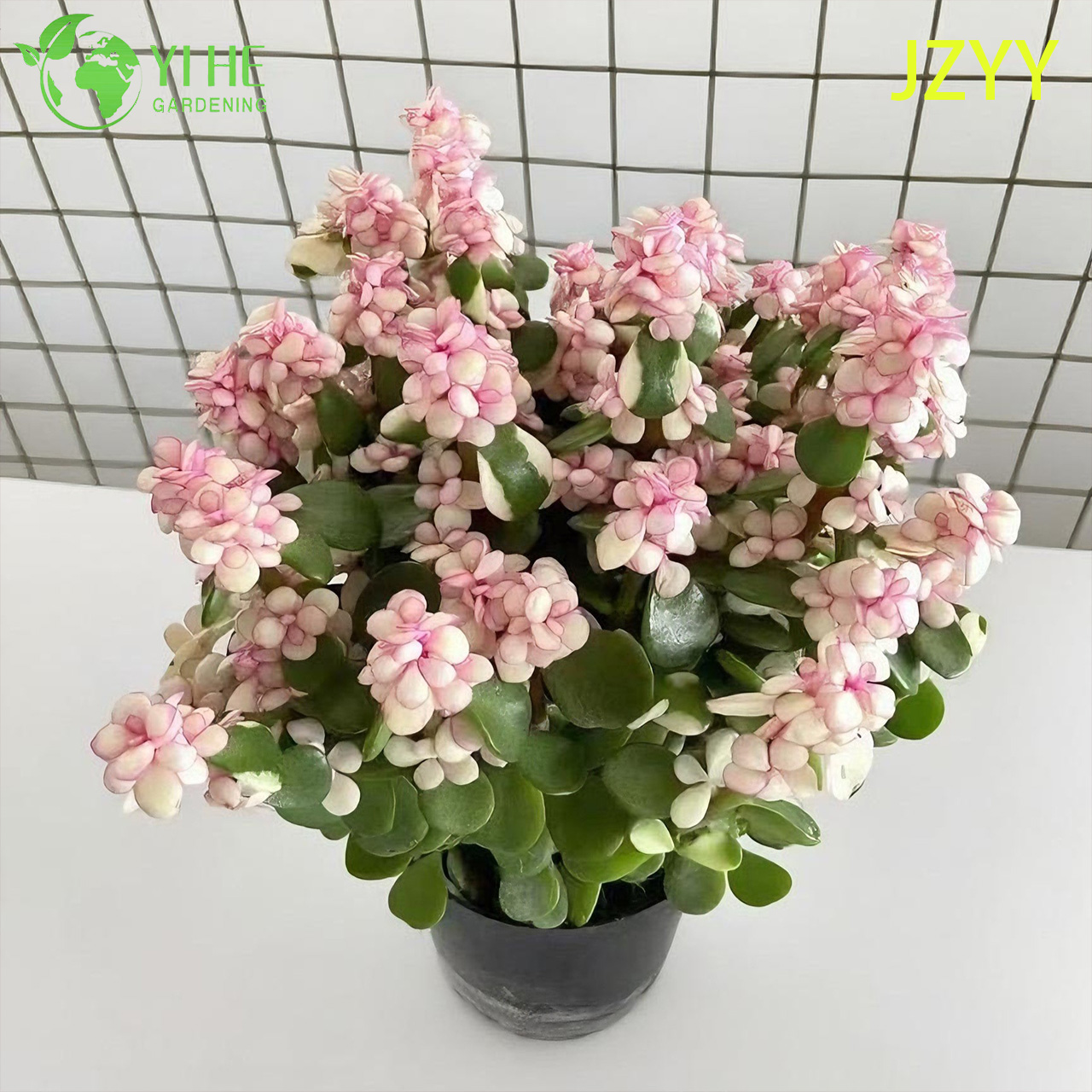 Live Rainbow Elephant Bush A Pink Tricolor Variegated Succulent Bonsai