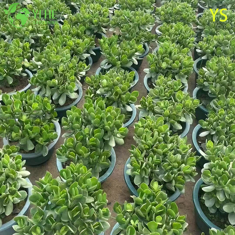Live Jade Plant A Fleshy-Leaf Crassula Ovata Good Luck Succulent