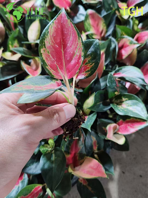 Aglaonema Thailand Red A Live Chinese Evergreen Houseplant Seedlings
