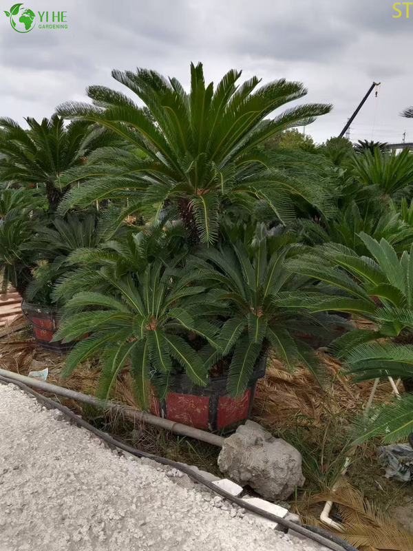 Multi-head Cycas