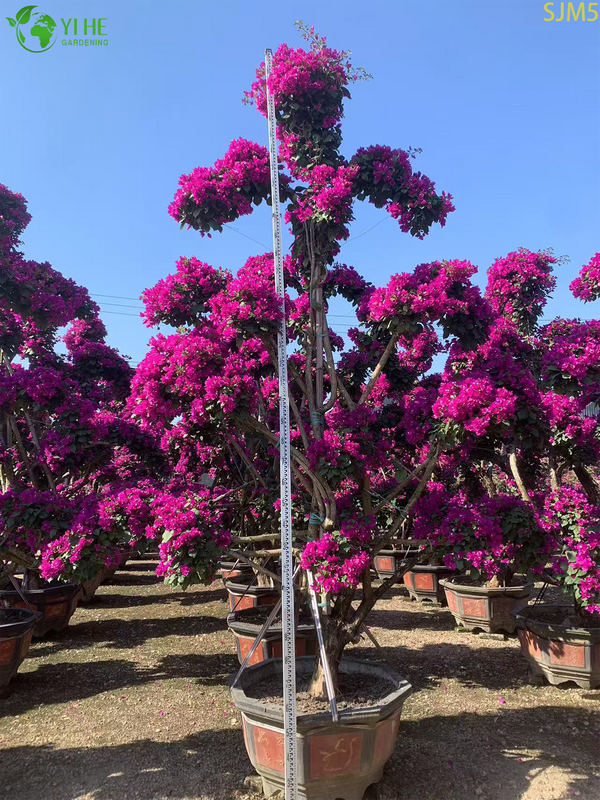 Bougainvillea Large Bonsai