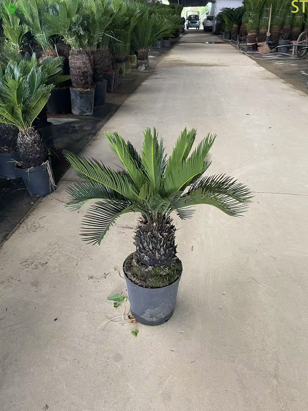 Cycas Bonsai
