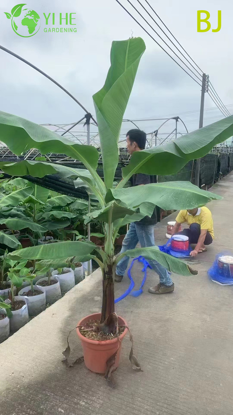 Wholesale Large Leaf Tropical Banana Plant for Garden Landscape Decor Bonsai