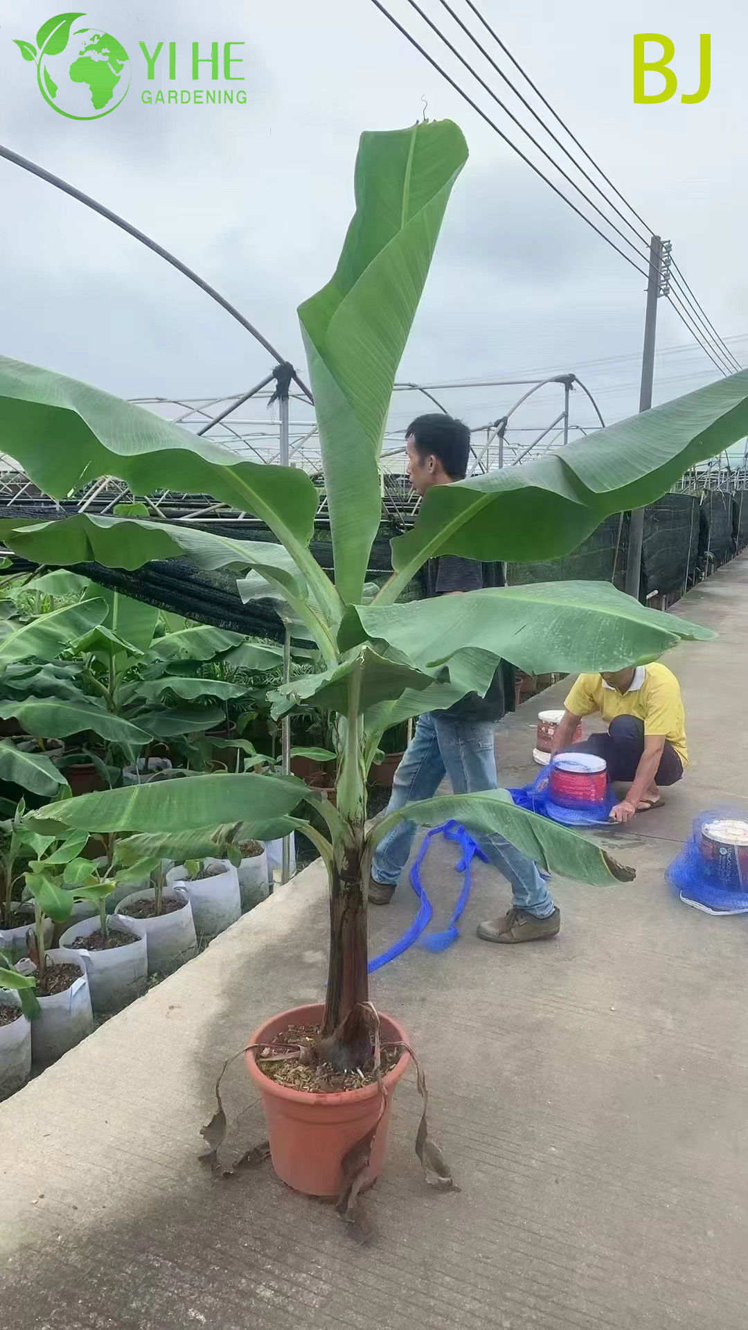 Wholesale Large Leaf Tropical Banana Plant for Garden Landscape Decor Bonsai