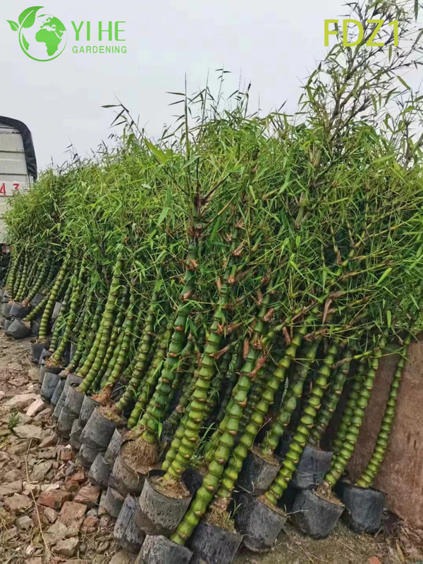 Wholesale Live Golden Buddha Belly Clumping Bamboo for Landscape Design Bonsai