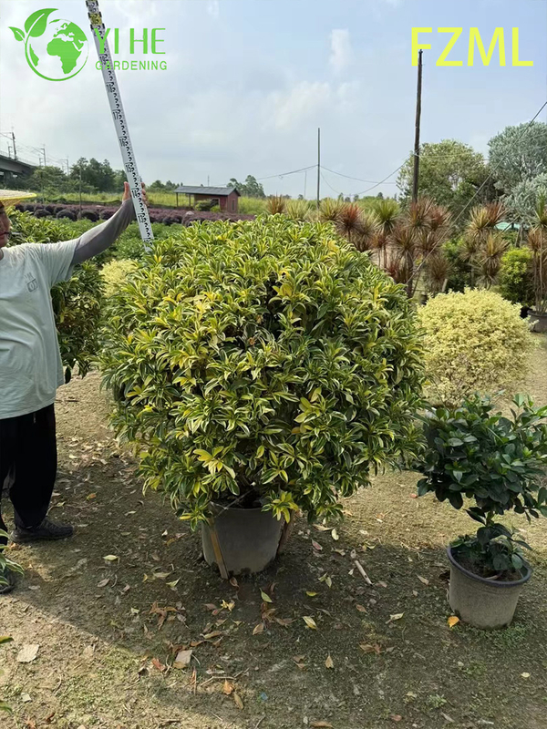 Wholesale Live Radermachera Sinica China Doll Plant for Indoor Landscaping Bonsai
