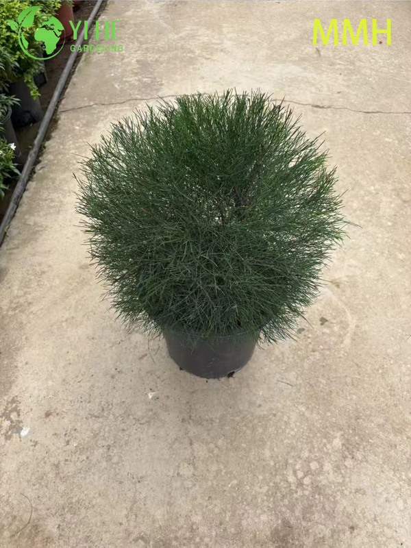 Wholesale Casuarina Globe Topiary Ball Live Landscaping Plant Bonsai