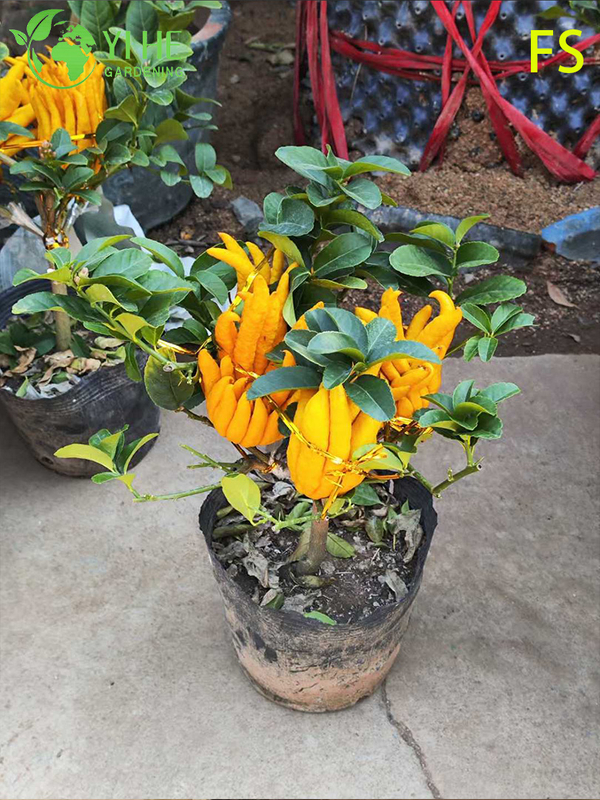 Aromatic Fingered Citron Buddha's Hand Live Tree for Export Bonsai
