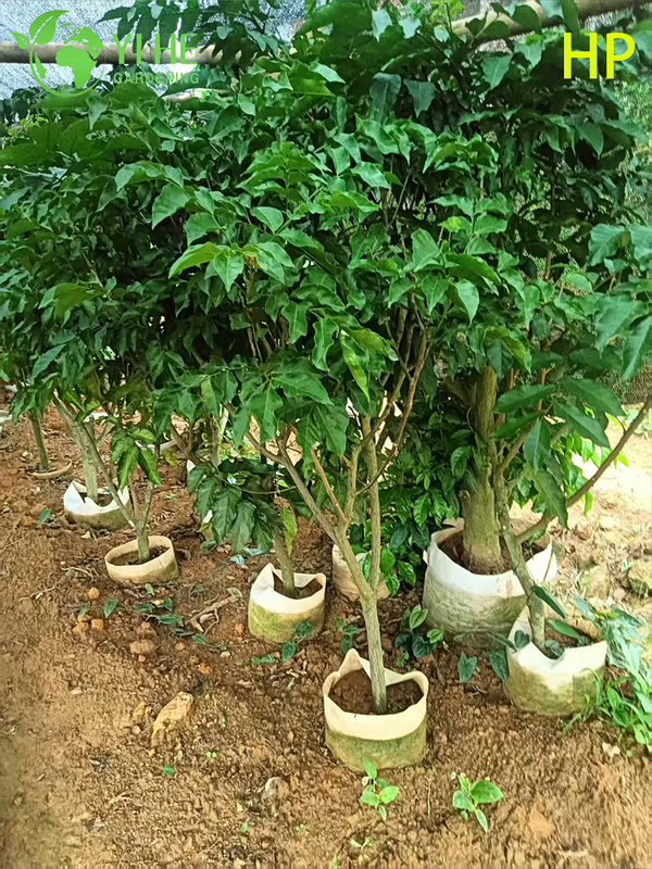 Drought-Resistant Pongamia Pinnata Tree for Landscaping and Biofuel Bonsai
