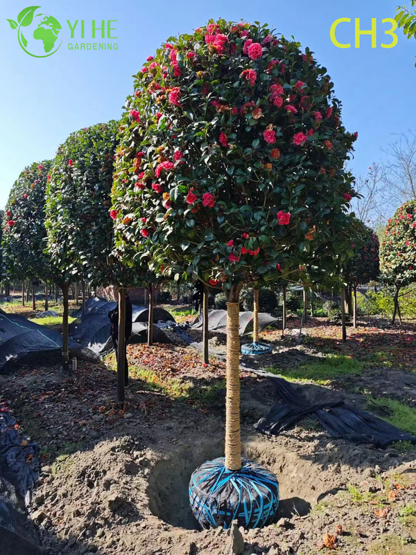Wholesale Sculpted Woven Trunk Camellia Topiary Tree Bonsai
