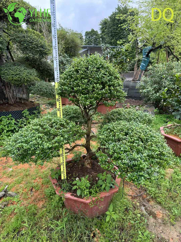 Wholesale Live Ilex Crenata Holly Globe Topiary for Garden Landscaping Bonsai