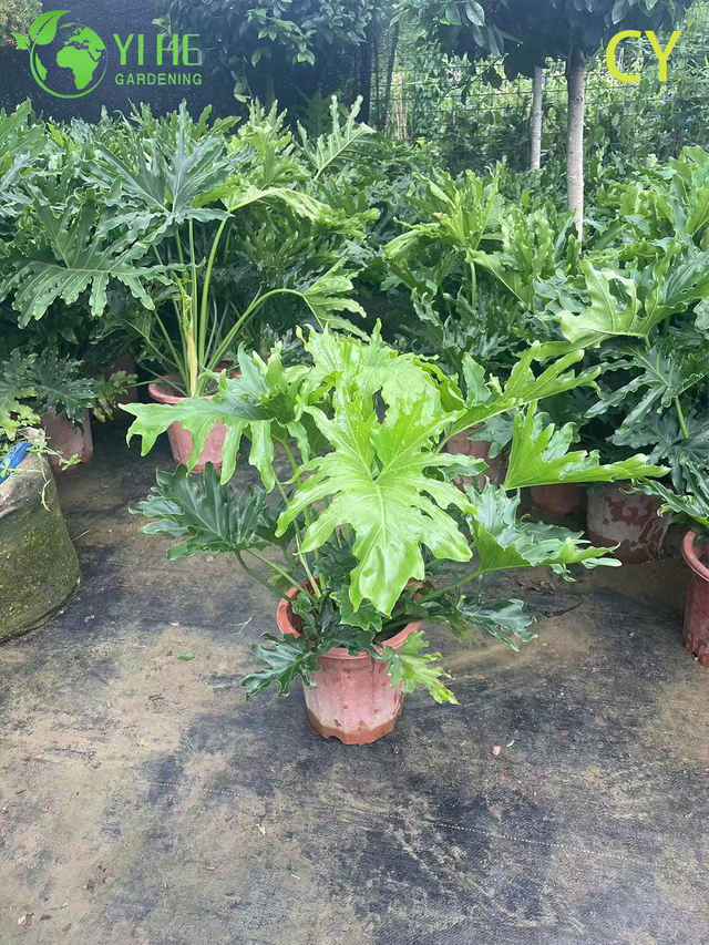 Lush Tropical Wholesale Hope Plant Thaumatophyllum Bipinnatifidum Bonsai