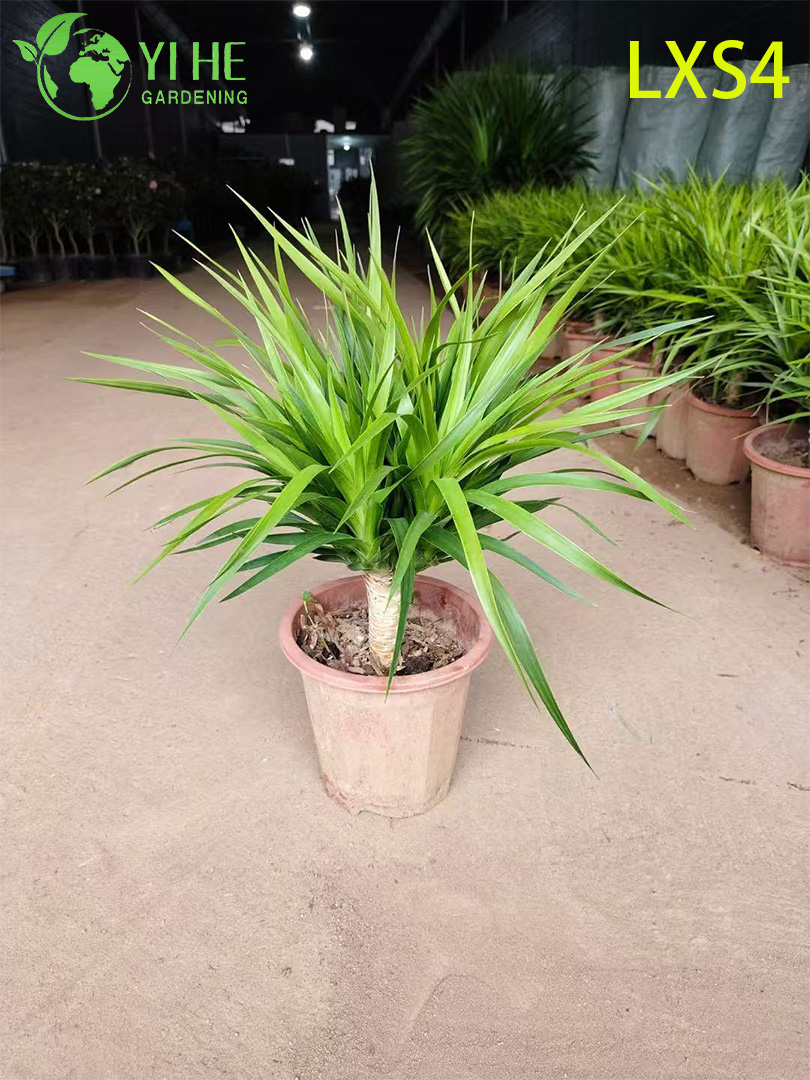 Wholesale Dracaena Fragrans 'Massangeana' Live Plants for Indoor Home Decor Bonsai