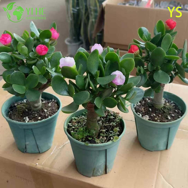 Decorative Live Money Tree Jade Plant with Colorful Artificial Flowers Bonsai