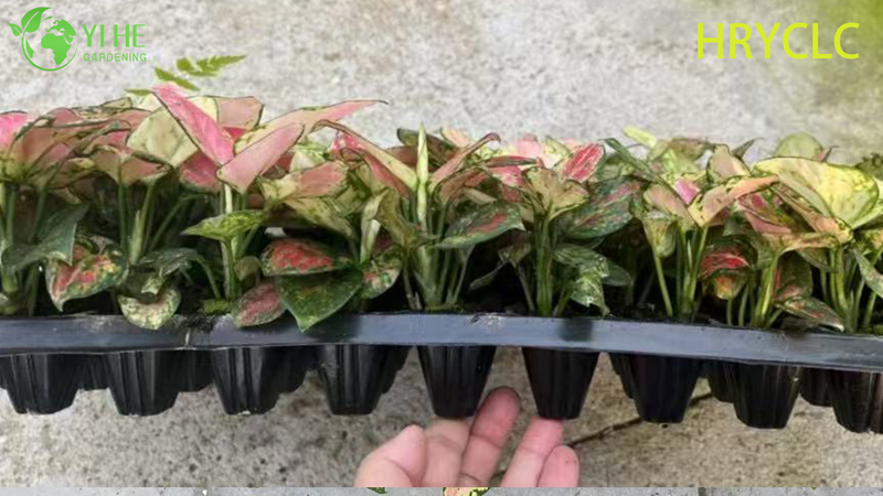 Wholesale Aglaonema Red Valentine Live Chinese Evergreen Starter Plug Seedlings