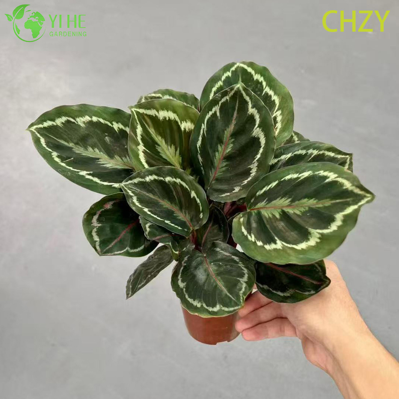 Wholesale Calathea Medallion Live Prayer Plant Starter Plug Seedlings