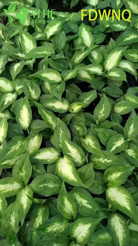 Wholesale Dieffenbachia Camille Live Variegated Dumb Cane Starter Plug Seedlings