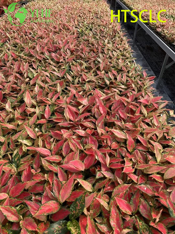 Wholesale Aglaonema Red Angel Live Chinese Evergreen Starter Plug Seedlings