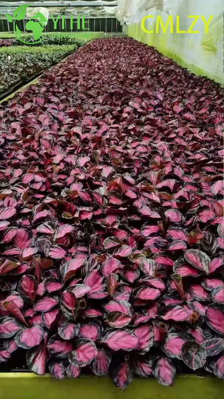 Wholesale Calathea Rosey Pink Live Prayer Plant Starter Plug Seedlings