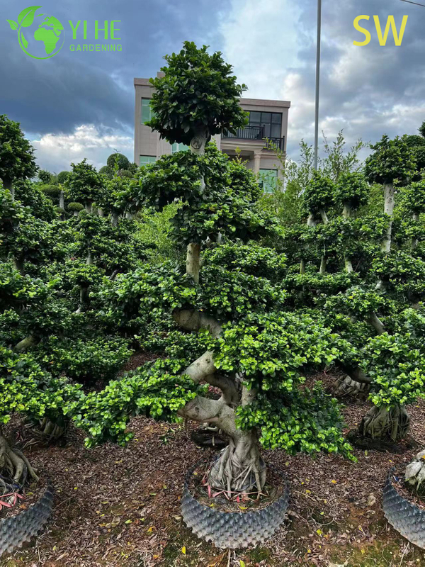 S-shaped Ficus Bonsai