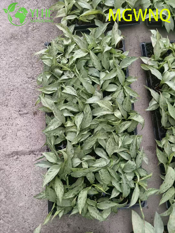 Wholesale Dieffenbachia Tiki Variegated Dumb Cane Starter Plant Seedlings