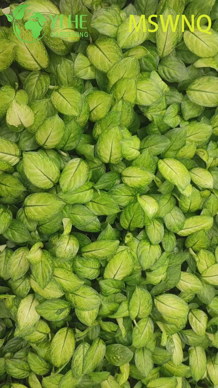 Wholesale Dieffenbachia Marsha Live Variegated Dumb Cane Plug Seedlings