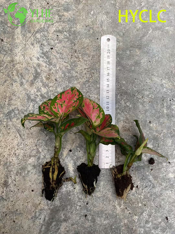 Wholesale Aglaonema Beauty Live Chinese Evergreen Starter Plug Seedlings