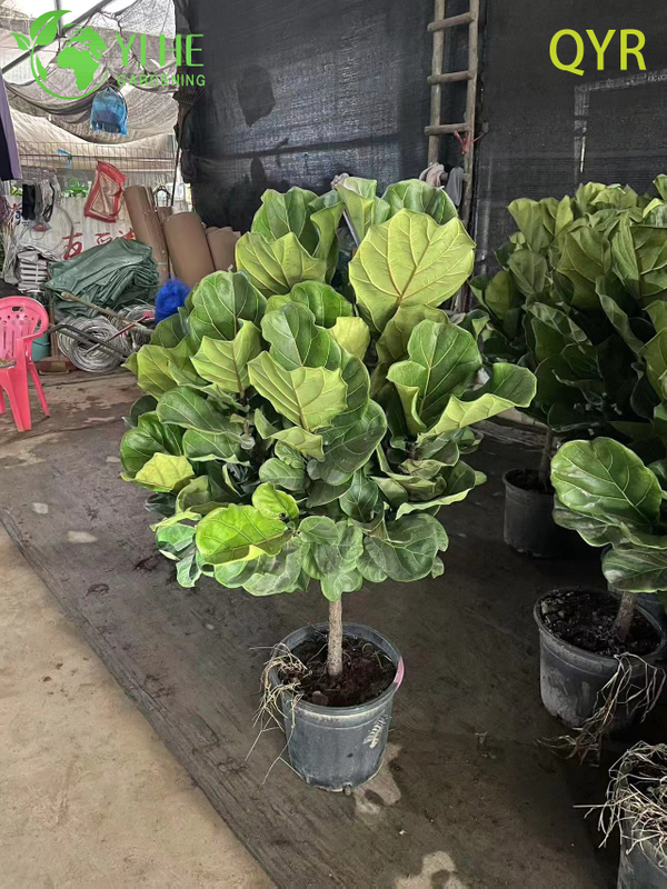 Live Ficus Lyrata Fiddle Leaf Tree Indoor Floor Plant Bonsai